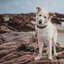 Rose Pink + Brass | All Weather Rope Dog Leash