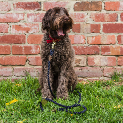 Royal Navy + Brass | All Weather Rope Dog Leash