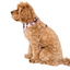Minnie Mouse | Adjustable Dog Harness