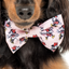 Minnie Mouse | Dog Bow Tie