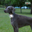 Comet LED Safety Light Dog Collar