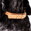 Leather & Brass Dog Collar