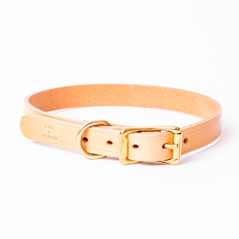 Leather & Brass Dog Collar