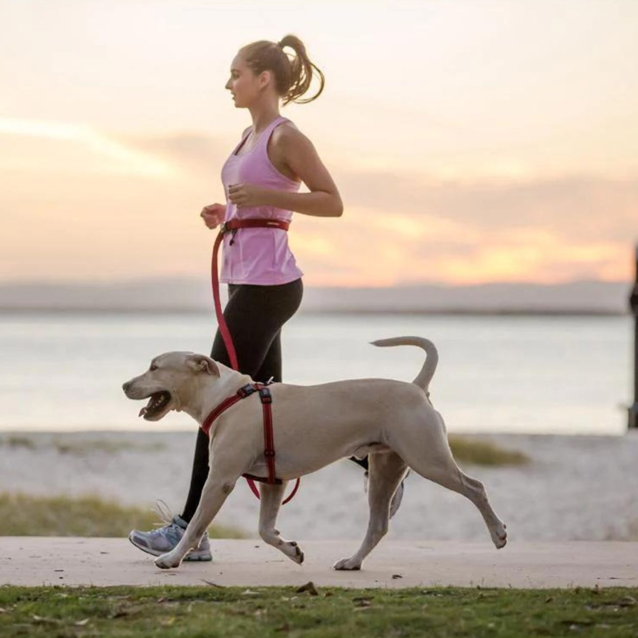 Road Runner Dog Leash