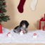 Ho Ho Homie Santa Mini Dog Toys