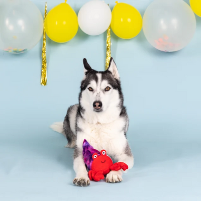 In A Pinch Hermit Crab Dog Toy