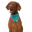 Christmas Dog Bandana | Tree Rex