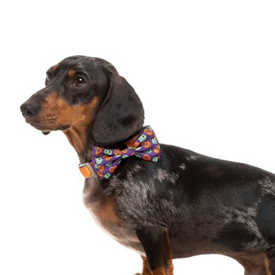 Halloween Dog Bow Tie | Be My Ghoul