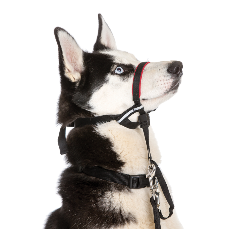 The Company Of Animals HALTI OptiFit Headcollar | Peticular