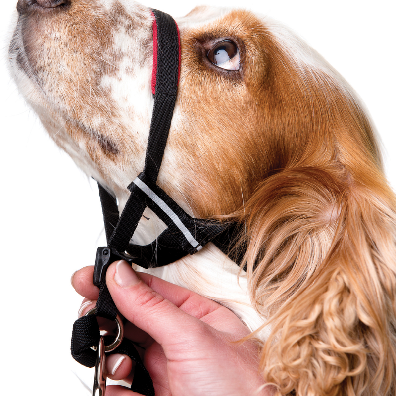 The Company Of Animals HALTI OptiFit Headcollar | Peticular