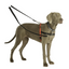 The Company Of Animals HALTI Dog Training Lead | Peticular