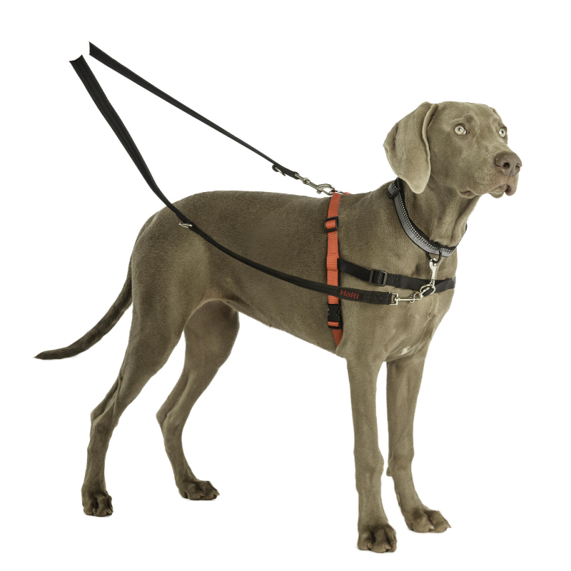 HALTI Dog Training Lead Peticular