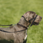 The Company Of Animals HALTI Dog Training Lead | Peticular