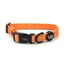 Blorange Dog Collar