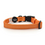 Blorange Dog Collar