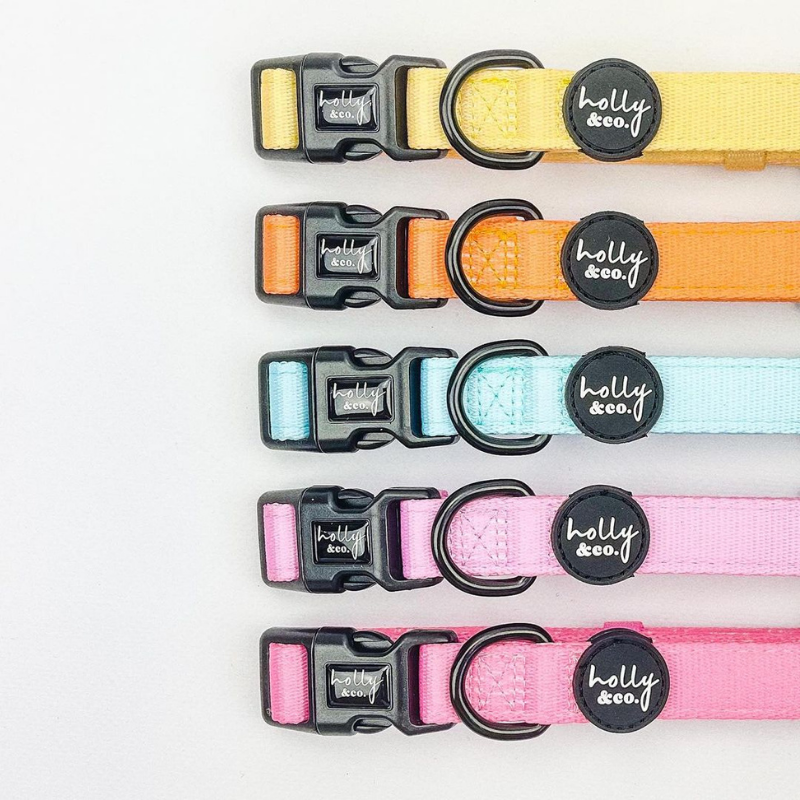 Holly and 2025 co dog collars