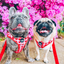 Oppa Gingham Style Dog Harness - FINAL SALE. NO RETURNS.