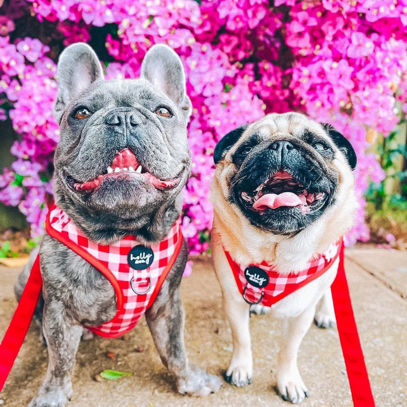 Oppa Gingham Style Dog Harness - FINAL SALE. NO RETURNS.