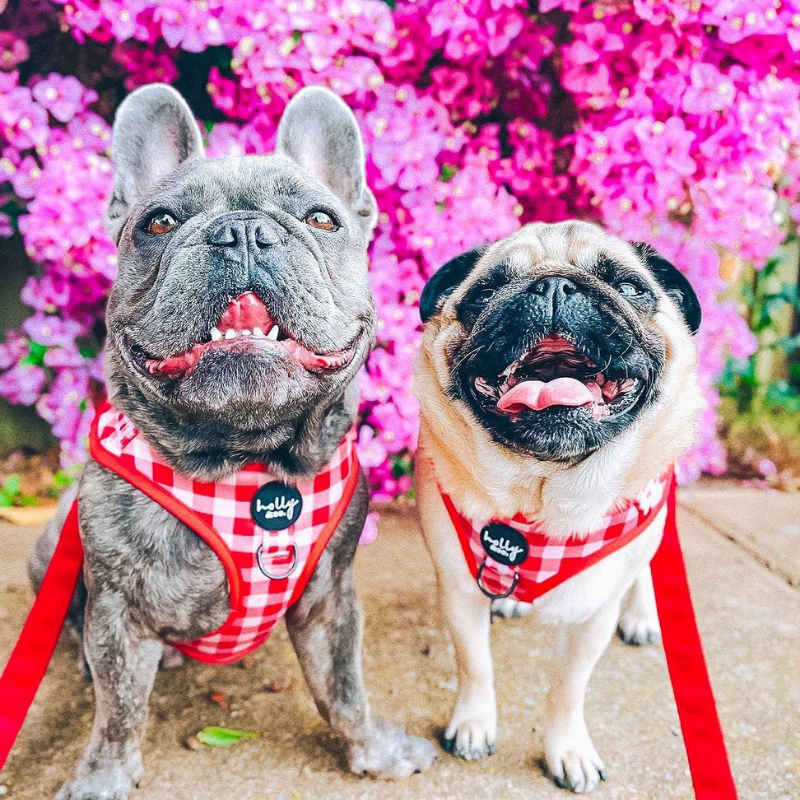 Oppa Gingham Style Dog Harness