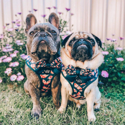 Wings Dog Harness