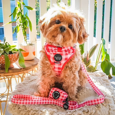 Oppa Gingham Style Dog Collar