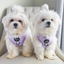 Daisies Of Our Lives Dog Harness - FINAL SALE. NO RETURNS.