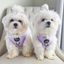 Daisies Of Our Lives Dog Harness