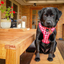 Oppa Gingham Style Dog Harness - FINAL SALE. NO RETURNS.