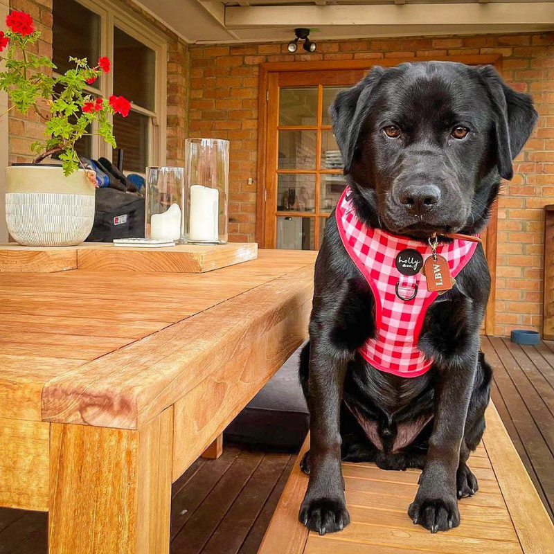 Oppa Gingham Style Dog Harness - FINAL SALE. NO RETURNS.