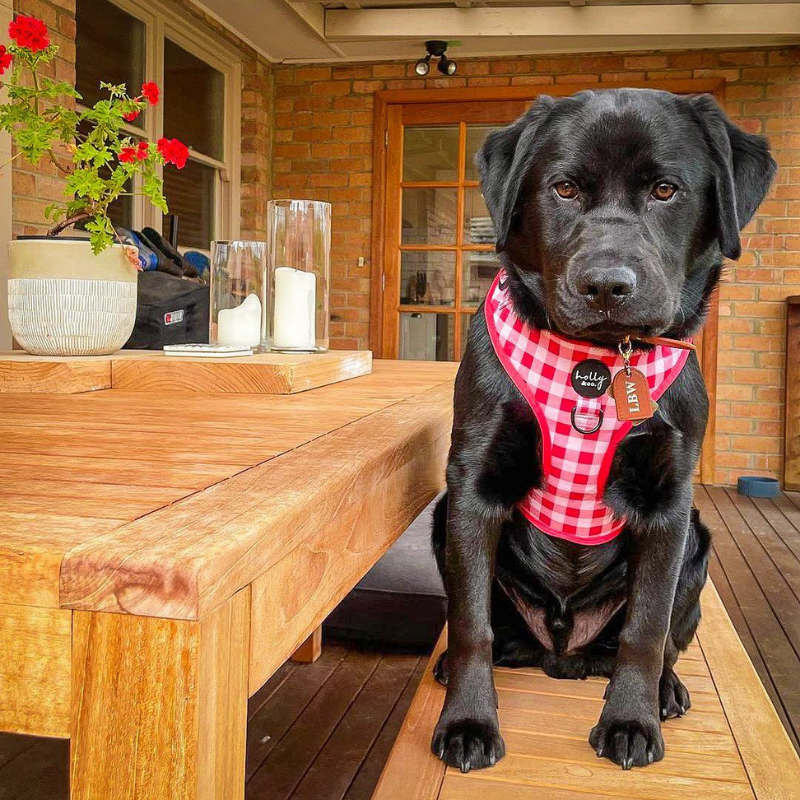 Oppa Gingham Style Dog Harness