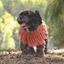 Coachella Knit Dog Jumper | Salmon