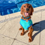 Dog Rashie | 60+ UV Protection