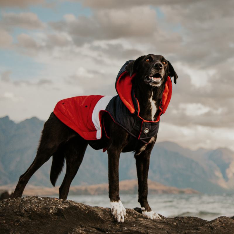 Mt Buller Waterproof Dog Coat | Navy + Red