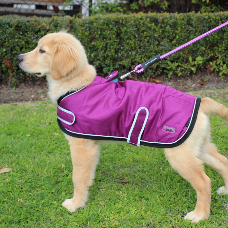 Summit Waterproof Dog Coat | Aurora