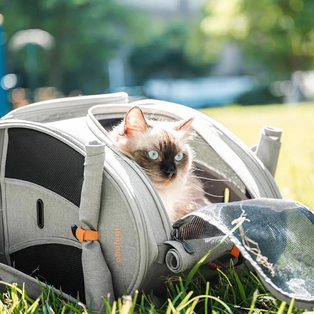 https://www.peticular.com.au/cdn/shop/products/IbiyayaAdventureCat_SmallDogCarrierBackpack_7.jpg?v=1674778908&width=1445