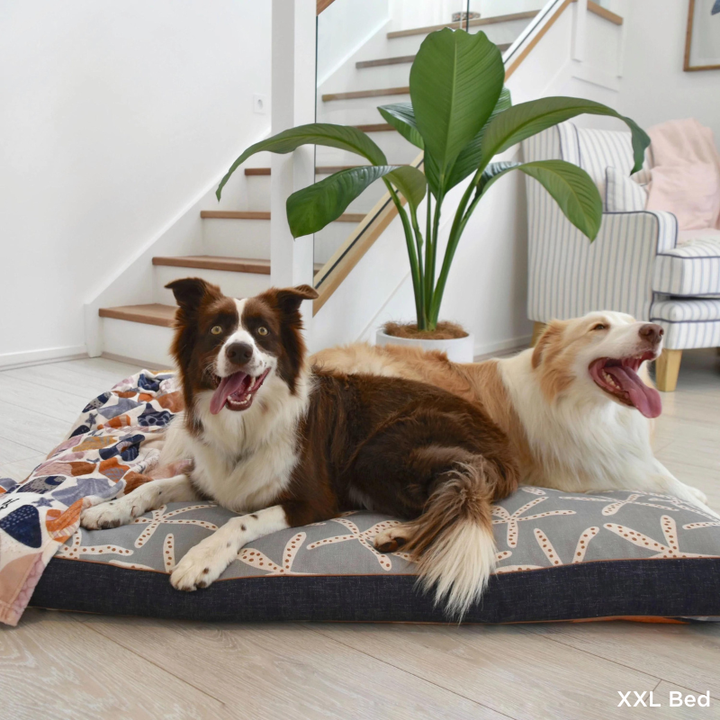 Indoor Dog Bed | Daydream Shells