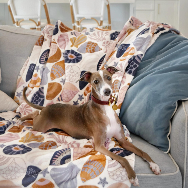 Designer Pet Blanket | Daydream Shells