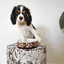 Designer Pet Bowls | Daydream Shells