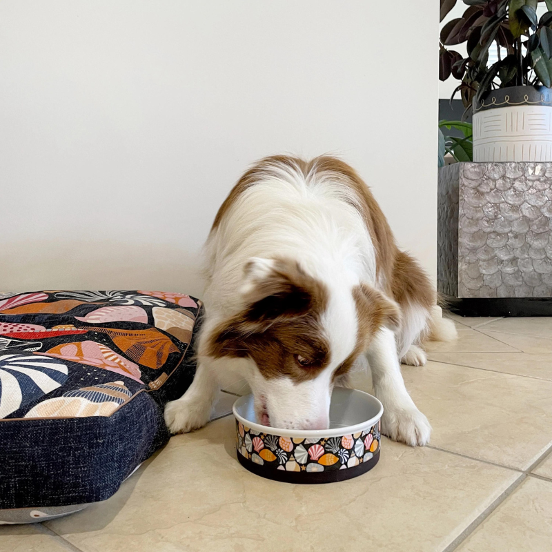 Designer Pet Bowls | Daydream Shells