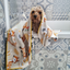 Pet Travel & Bath Towel | Foxy Tales