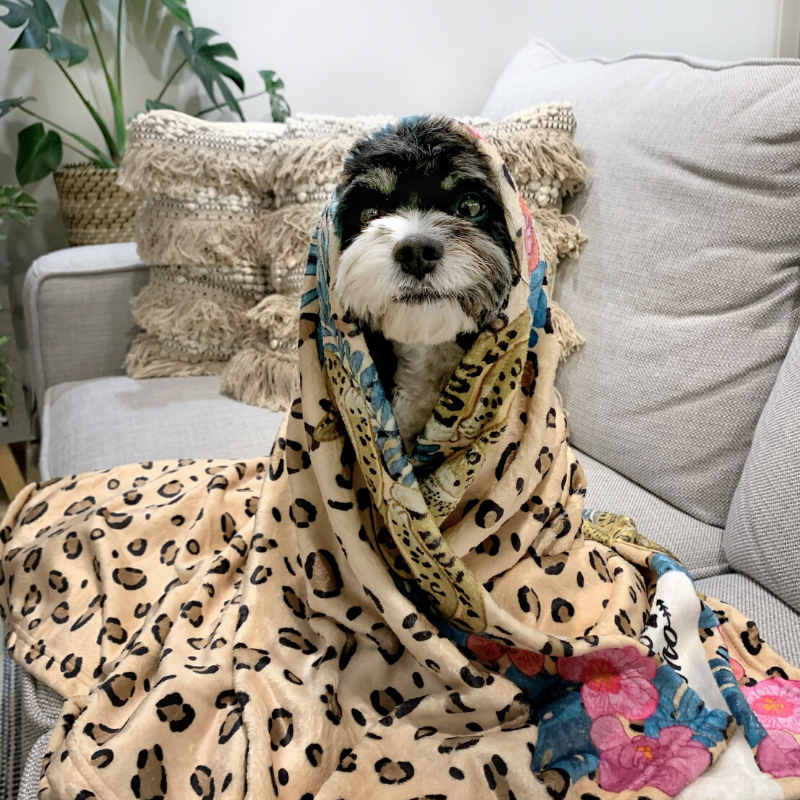 Indie Boho Designer Pet Blanket | Leopard Luxe | Peticular