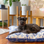 Indoor Dog Bed | Noosa Nights