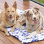 Dog Travel & Training Mat | Noosa Nights