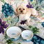Designer Pet Bowls | Succulent Medley