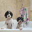 Pet Travel & Bath Towel | Succulent Medley