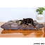 Indie Boho Cushion Pet Bed | Mexican Skulls | Peticular