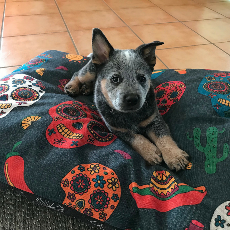 Indie Boho Cushion Pet Bed | Mexican Skulls | Peticular