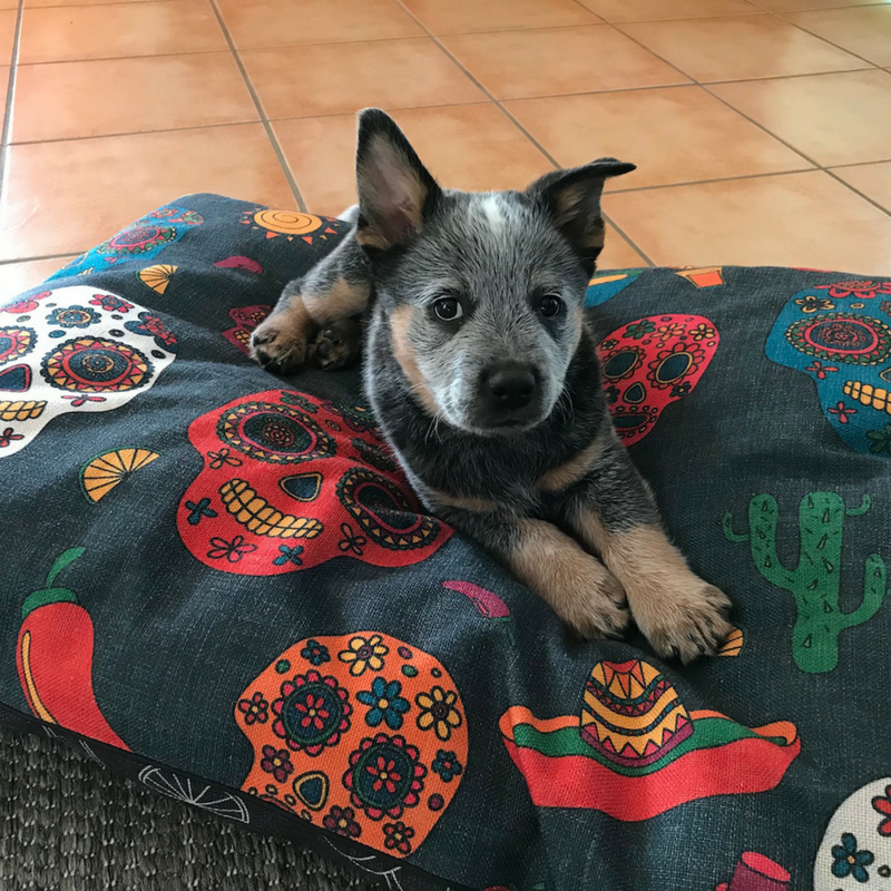 Mexican blanket dog bed hot sale