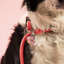 Pet ID Tag | Donut + FREE Engraving