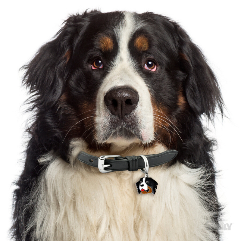 My Family Pet ID Tag | Bernese Mountain Dog + FREE Engraving | Peticular